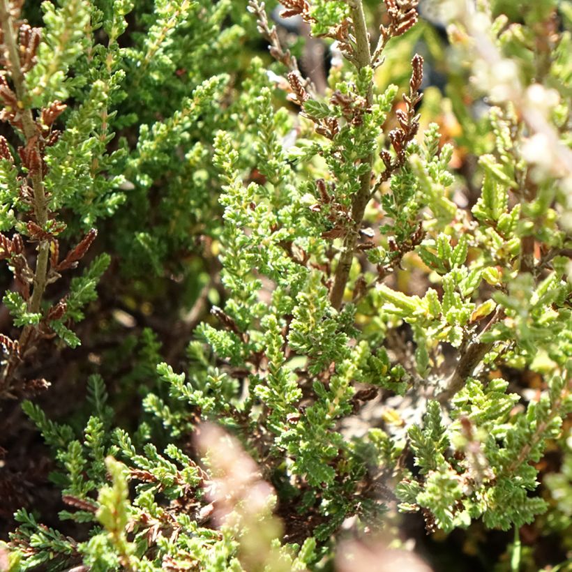 Besenheide Garden Girls Pink Bettina - Calluna vulgaris (Laub)
