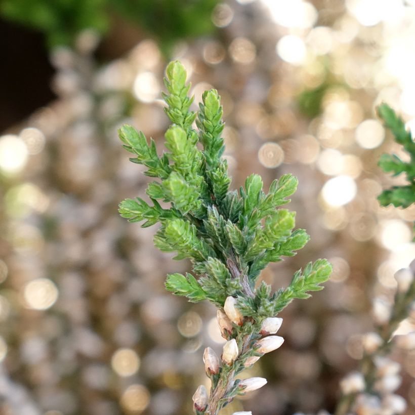 Besenheide Garden Girls Rosita - Calluna vulgaris (Laub)