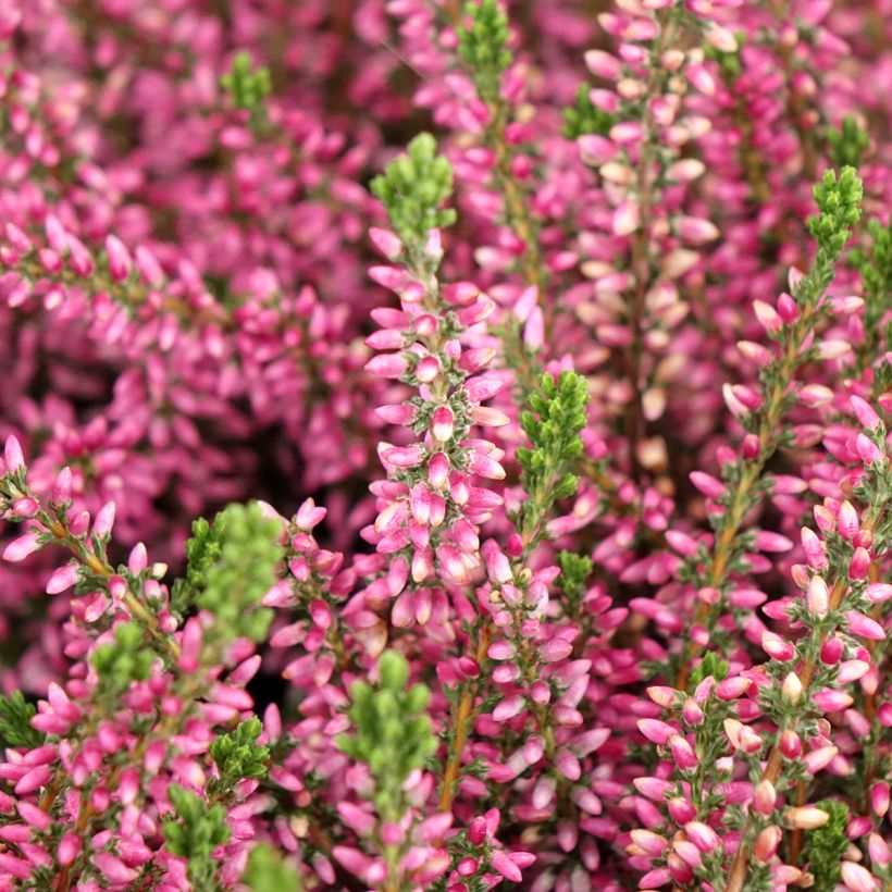 Besenheide Garden Girls Rosita - Calluna vulgaris (Blüte)