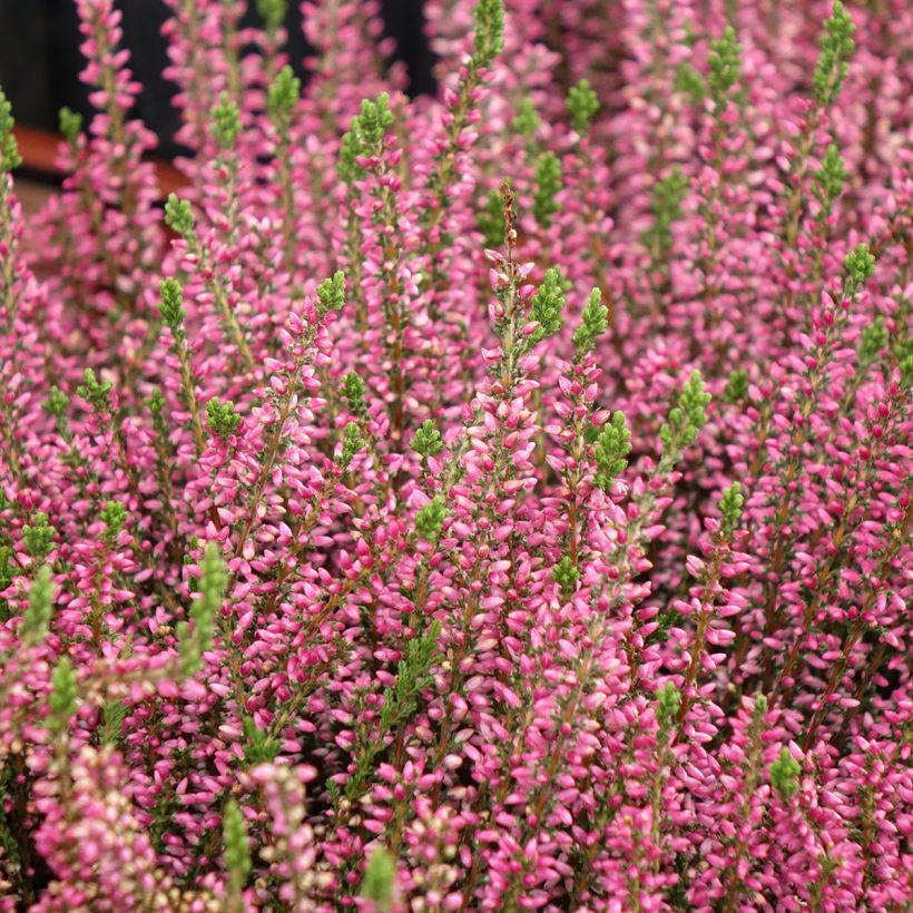 Besenheide Garden Girls Rosita - Calluna vulgaris (Hafen)