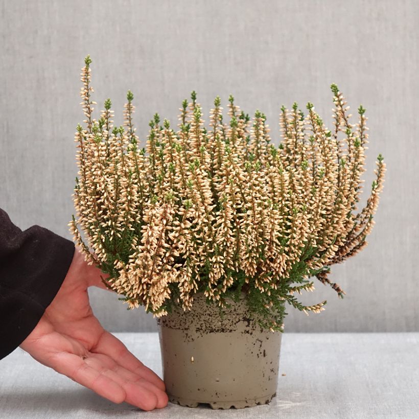 Exemplar von Besenheide Garden Girls Rosita - Calluna vulgaris Topf mit 1L/1,5L wie im Winter geliefert