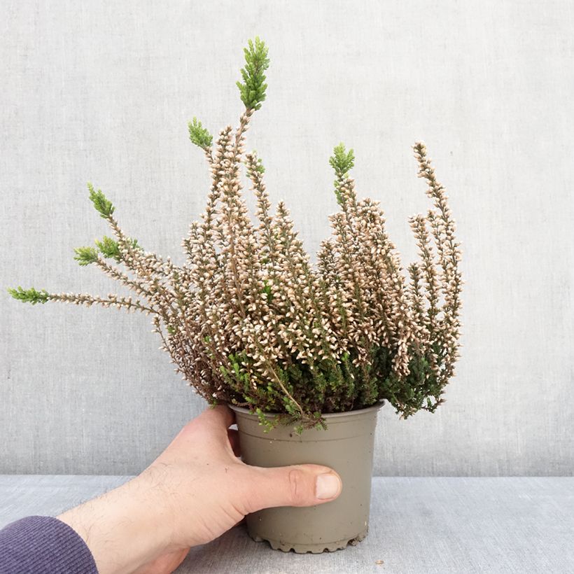 Exemplar von Besenheide Garden Girls Rosita - Calluna vulgaris Topf mit 1L/1,5L wie im Frühjahr geliefert