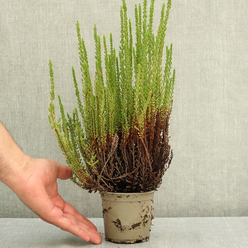 Exemplar von Besenheide Garden Girls Zelia - Calluna vulgaris Topf mit 1L/1,5L wie im Sommer geliefert