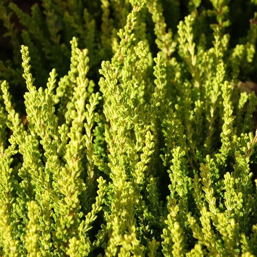 Besenheide Garden Girls Zeta - Calluna vulgaris (Laub)