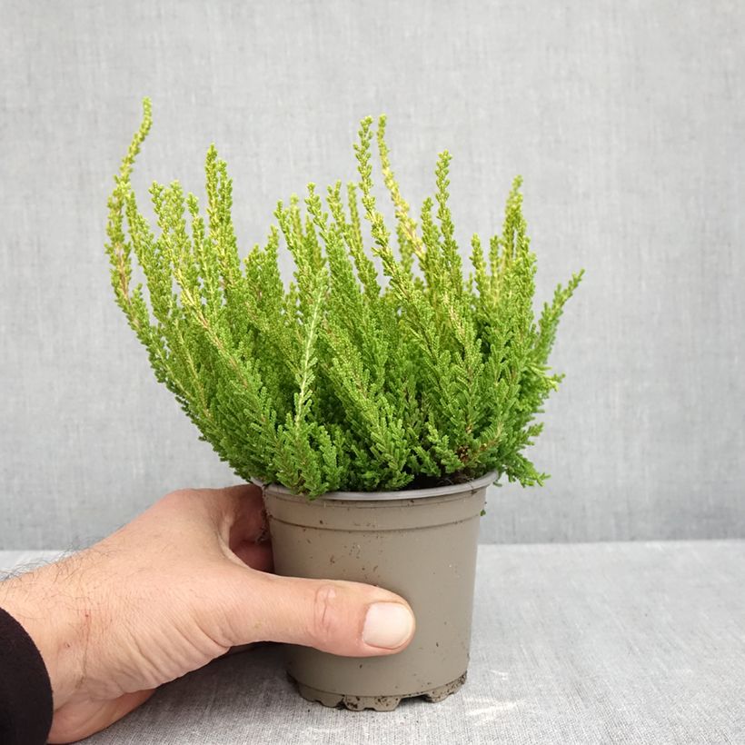 Exemplar von Besenheide Garden Girls Zeta - Calluna vulgaris Topf mit 1L/1,5L wie im Herbst geliefert