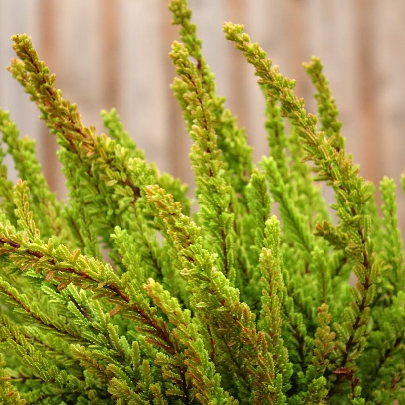 Besenheide Garden Girls Zoe - Calluna vulgaris (Hafen)