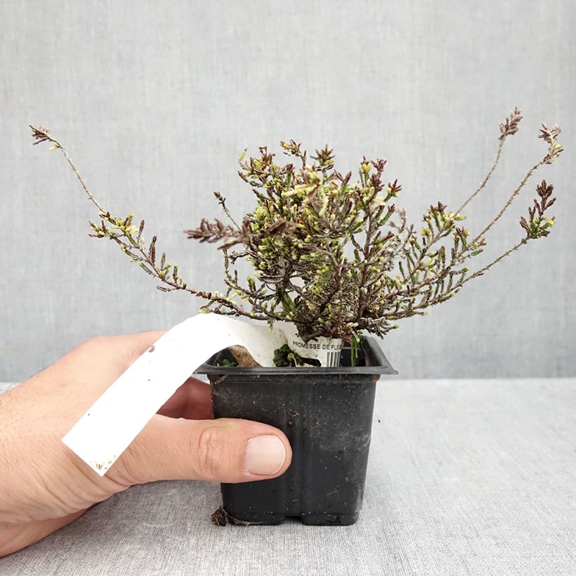 Exemplar von Besenheide Alba - Calluna vulgaris Kleine Töpfe von 8/9 cm wie im Herbst geliefert