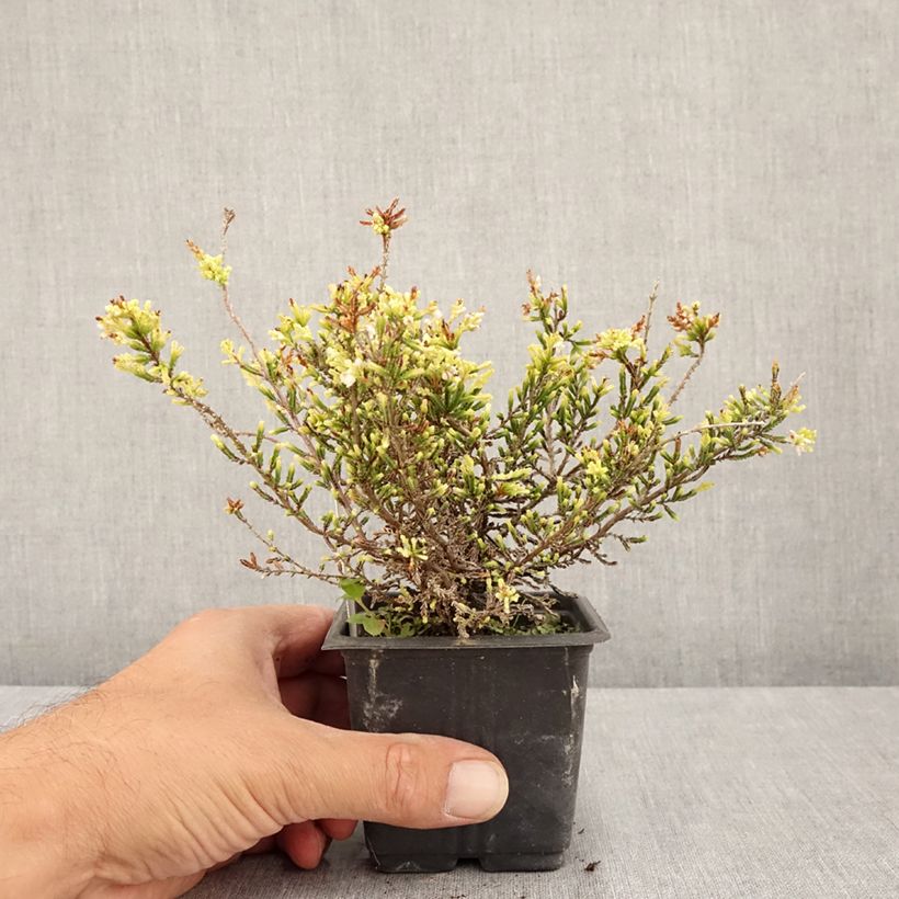 Exemplar von Besenheide Alba - Calluna vulgaris Kleine Töpfe von 8/9 cm wie im Sommer geliefert