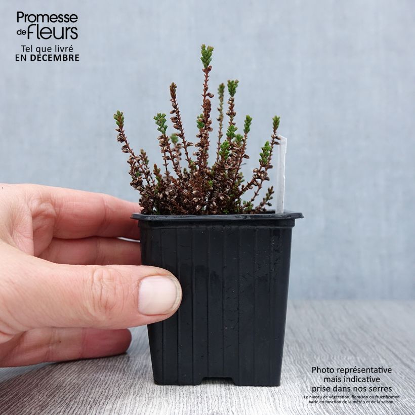 Exemplar von Besenheide Dark Beauty - Calluna vulgaris Kleine Töpfe von 8/9 cm wie im Winter geliefert