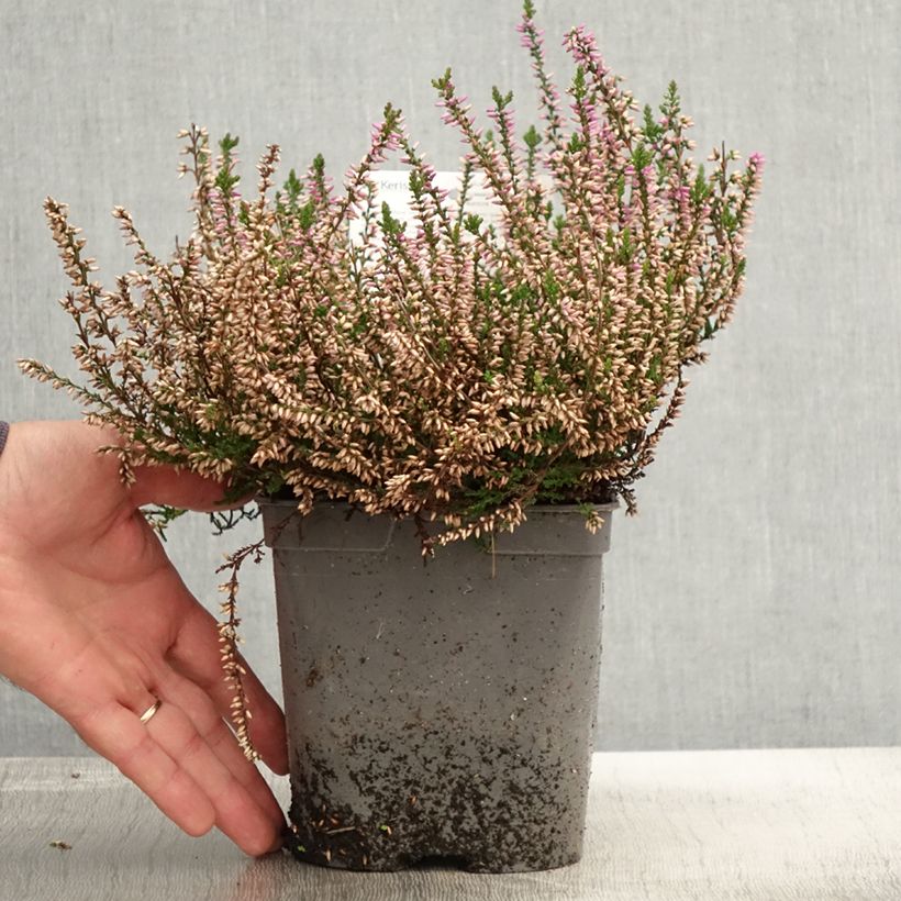 Exemplar von Besenheide Marleen - Calluna vulgaris Topf mit 2L/3L wie im Herbst geliefert