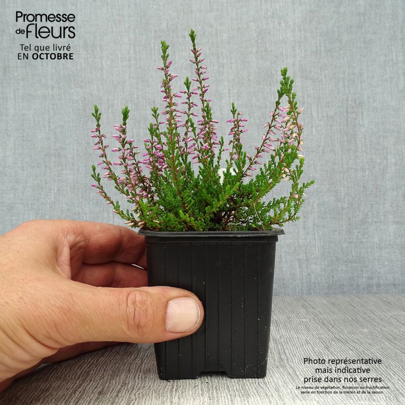 Exemplar von Besenheide Marlies - Calluna vulgaris Kleine Töpfe von 8/9 cm wie im Herbst geliefert