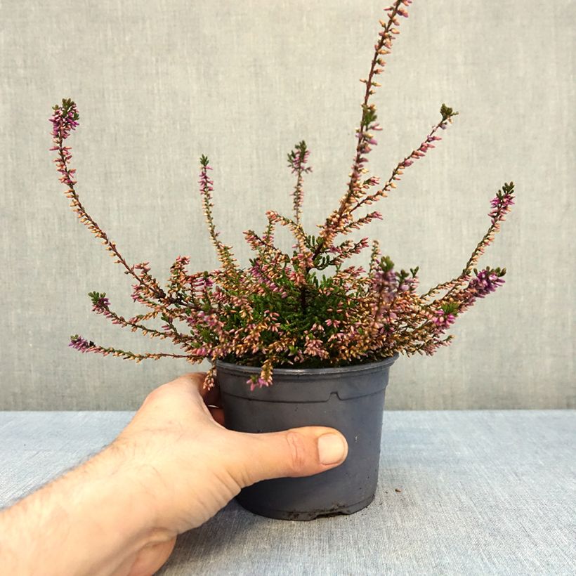 Exemplar von Besenheide Marlies - Calluna vulgaris Topf mit 1L/1,5L wie im Herbst geliefert