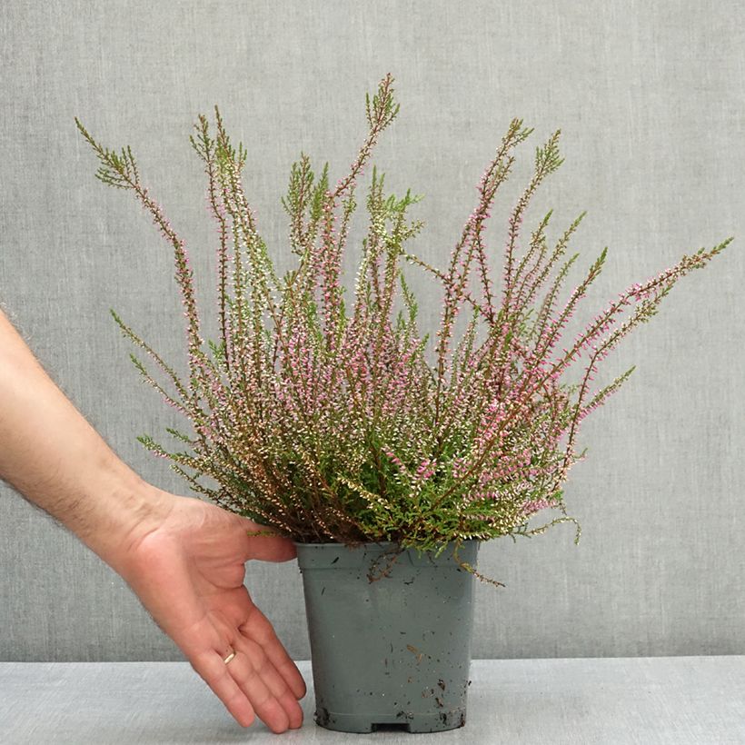 Exemplar von Besenheide Marlies - Calluna vulgaris Topf mit 1L/1,5L wie im Sommer geliefert