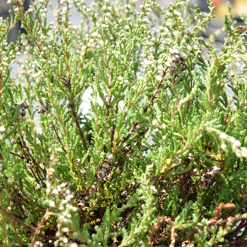 Besenheide Radnor - Calluna vulgaris (Laub)