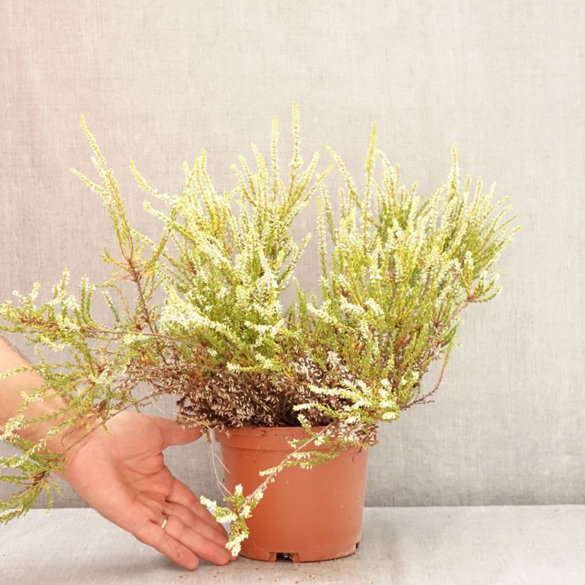 Exemplar von Besenheide Sandy - Calluna vulgaris Topf mit 2L/3L wie im Sommer geliefert