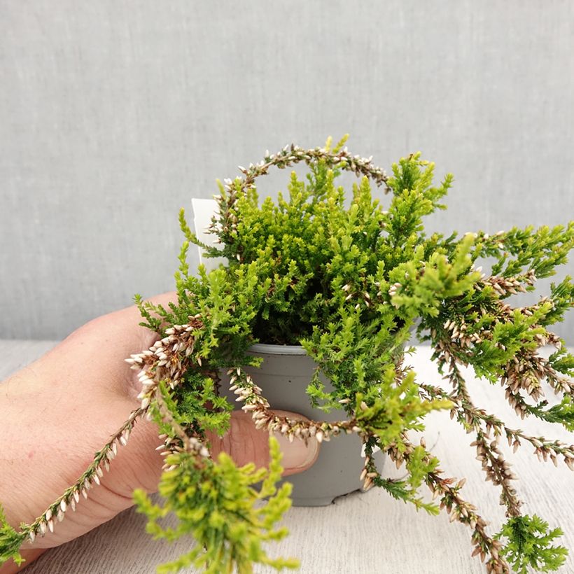 Exemplar von Besenheide Sandy - Calluna vulgaris Topf mit 2L/3L wie im Frühjahr geliefert