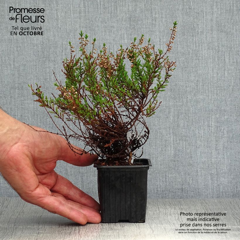 Exemplar von Besenheide Spring Torch - Calluna vulgaris Kleine Töpfe von 8/9 cm wie im Herbst geliefert