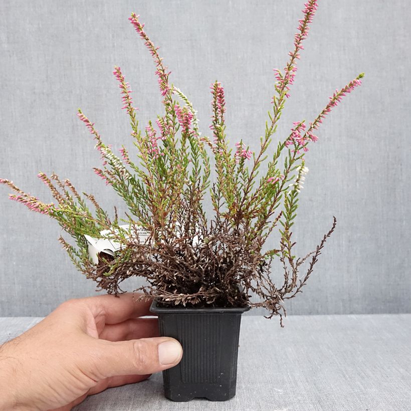 Exemplar von Besenheide Garden Girls Theresa - Calluna vulgaris Kleine Töpfe von 8/9 cm wie im Herbst geliefert