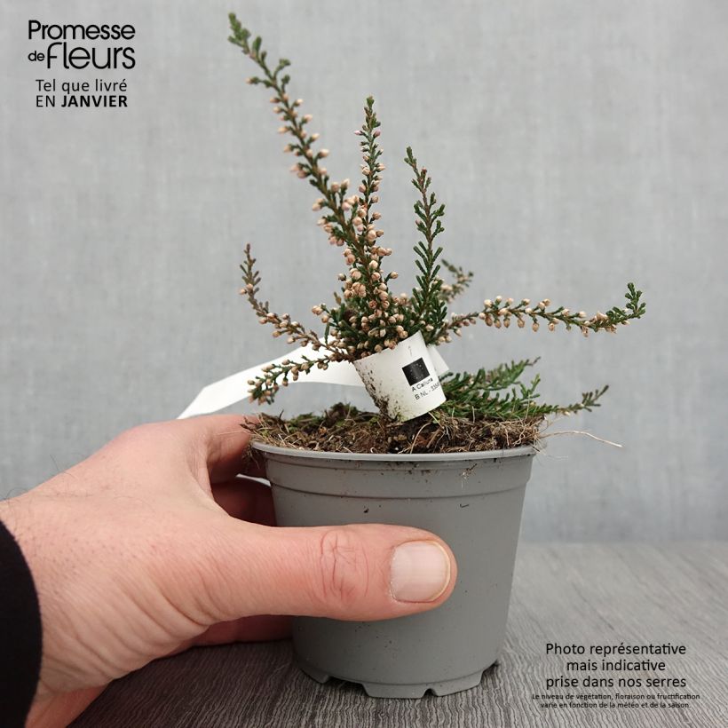 Exemplar von Besenheide Tib - Calluna vulgaris Topf 12 cm / 13 cm wie im Winter geliefert