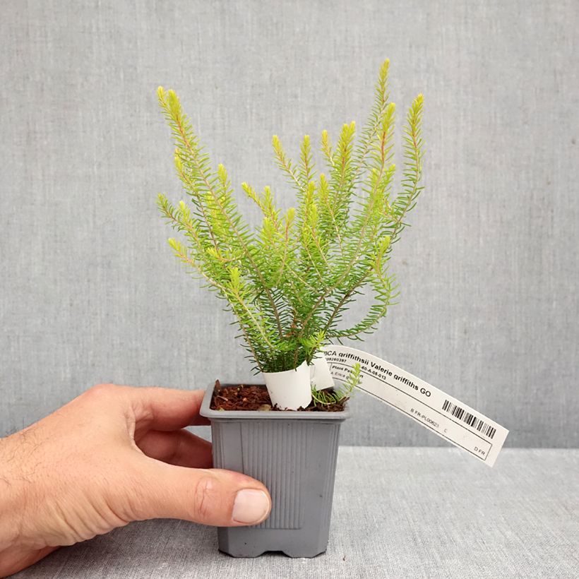 Exemplar von Erica griffithsii Valerie Griffiths - Heide Kleine Töpfe von 8/9 cm wie im Herbst geliefert