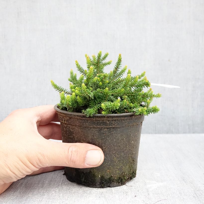 Exemplar von Heide P.D. Williams - Erica williamsii Topf 12 cm / 13 cm wie im Herbst geliefert