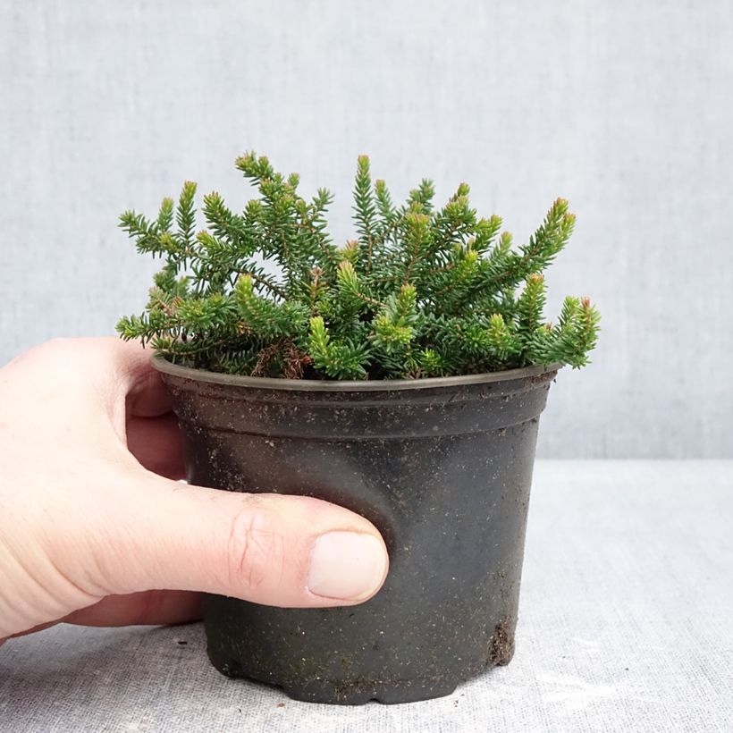 Exemplar von Heide P.D. Williams - Erica williamsii Topf 12 cm / 13 cm wie im Winter geliefert