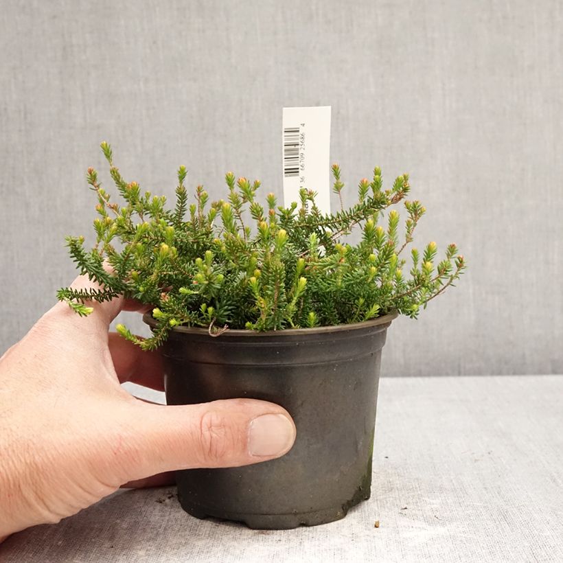 Exemplar von Heide P.D. Williams - Erica williamsii Topf 12 cm / 13 cm wie im Frühjahr geliefert