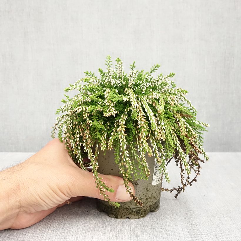 Exemplar von Besenheide Rasta Girls Maïté - Calluna vulgaris Topf 12 cm / 13 cm wie im Herbst geliefert