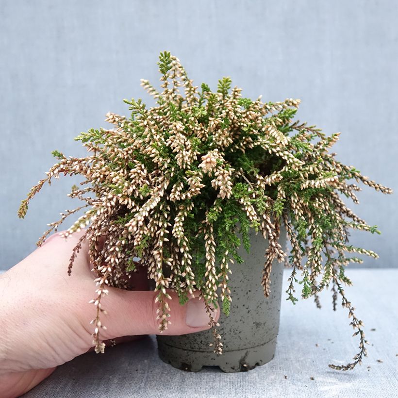 Exemplar von Besenheide Rasta Girls Rosa Claire - Calluna vulgaris Topf 12 cm / 13 cm wie im Winter geliefert