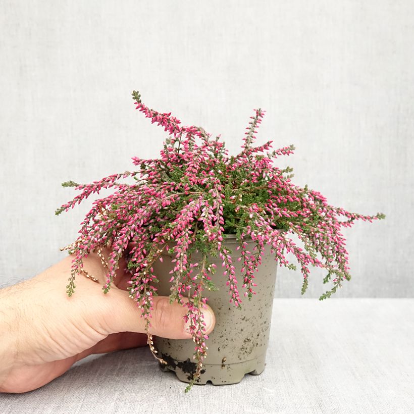 Exemplar von Besenheide Rasta Girls Rote Janina' - Calluna vulgaris Topf 12 cm / 13 cm wie im Herbst geliefert