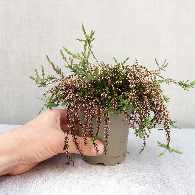 Exemplar von Besenheide Rasta Girls Rote Janina' - Calluna vulgaris Topf 12 cm / 13 cm wie im Frühjahr geliefert