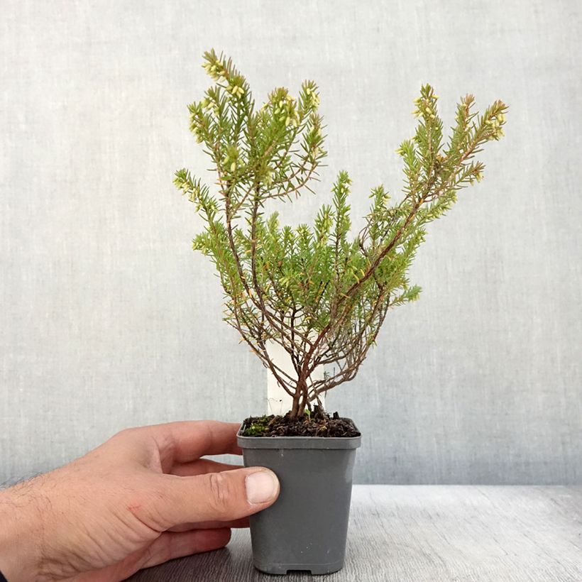 Exemplar von Winterblühende Heide Ghost Hills - Erica darleyensis Kleine Töpfe von 8/9 cm wie im Herbst geliefert