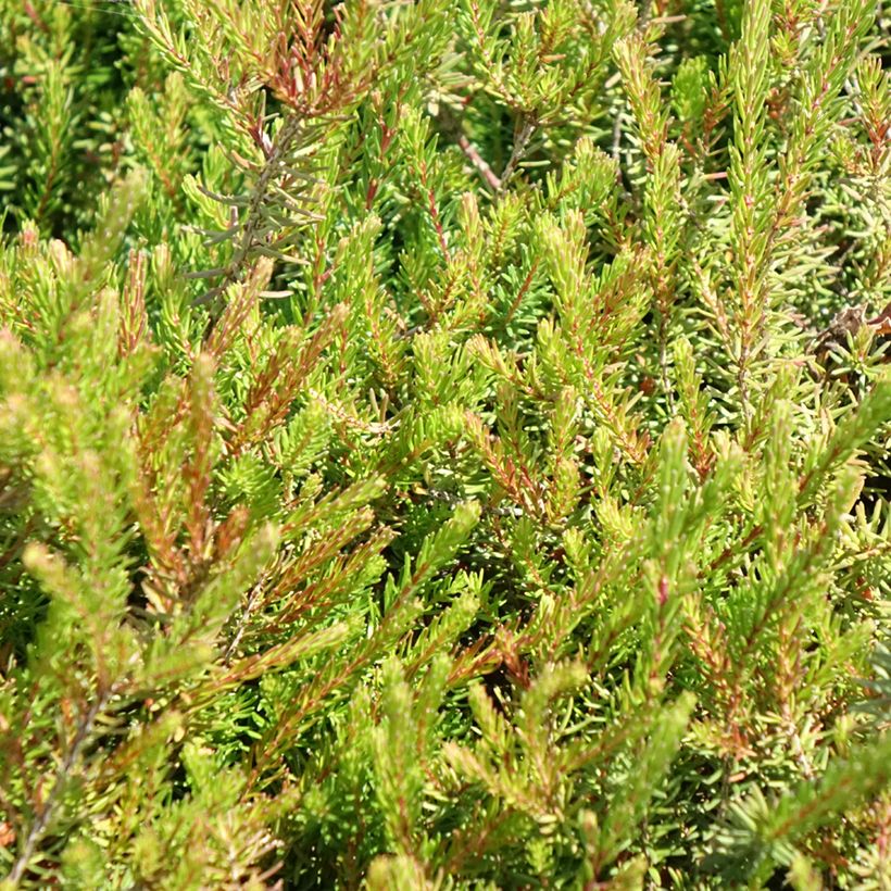 Winterblühende Heide J.W. Porter - Erica darleyensis (Laub)