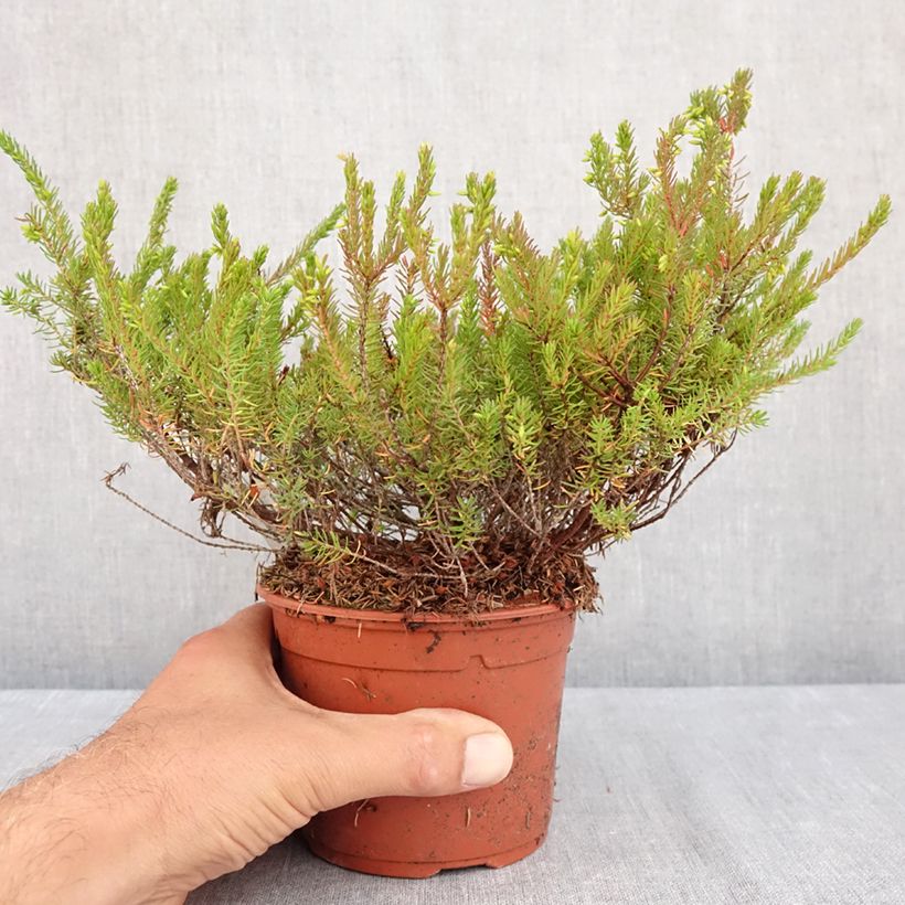 Exemplar von Winterblühende Heide J.W. Porter - Erica darleyensis Topf mit 1L/1,5L wie im Sommer geliefert
