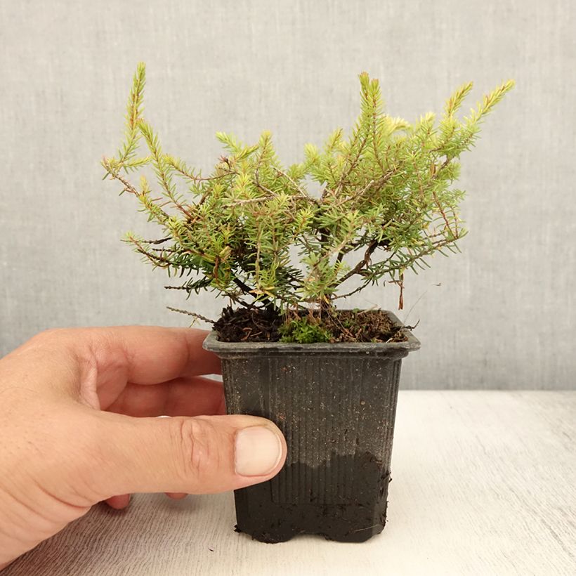 Exemplar von Winterblühende Heide Winter Belles Tylou - Erica darleyensis Kleine Töpfe von 8/9 cm wie im Sommer geliefert