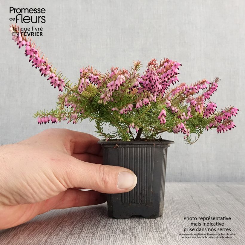 Exemplar von Winterblühende Heide Winter Belles Tylou - Erica darleyensis Kleine Töpfe von 8/9 cm wie im Winter geliefert