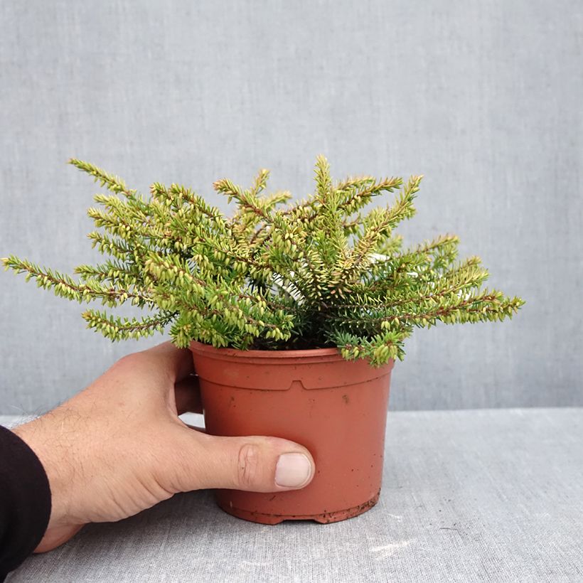 Exemplar von Winterblühende Heide Winter Belles Tylou - Erica darleyensis Topf mit 1L/1,5L wie im Herbst geliefert