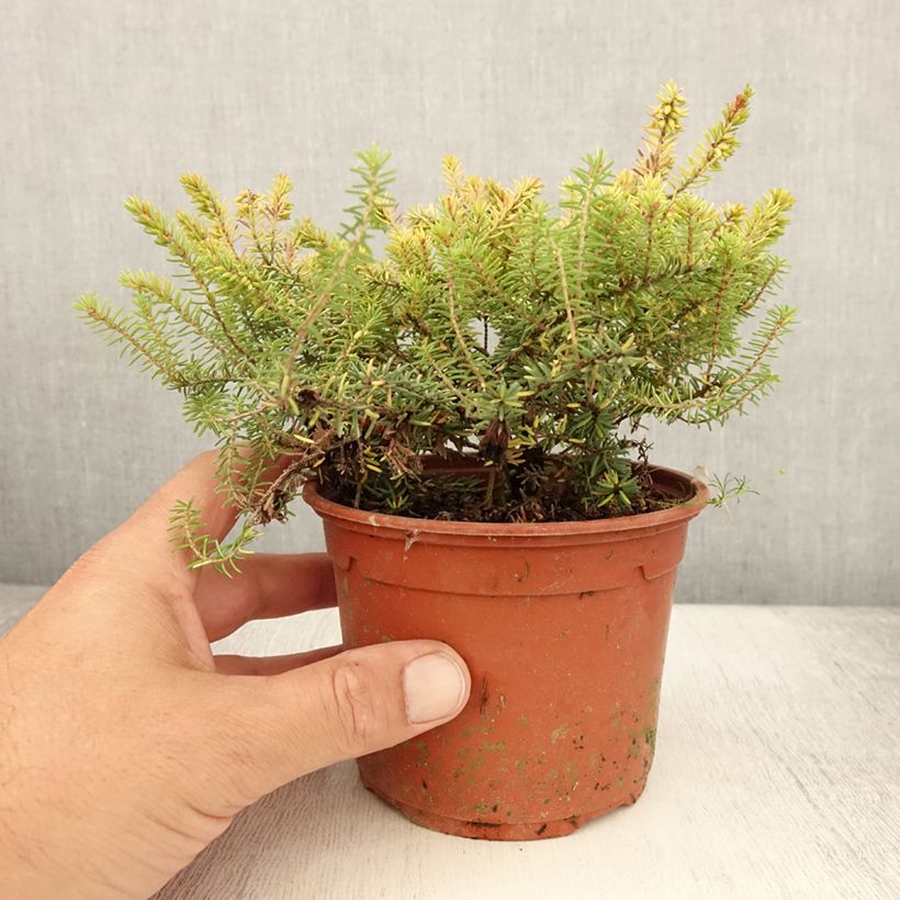 Exemplar von Winterblühende Heide Winter Belles Tylou - Erica darleyensis Topf mit 1L/1,5L wie im Sommer geliefert