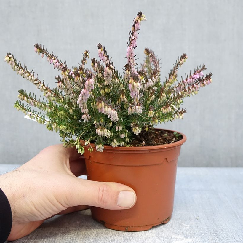 Exemplar von Winterblühende Heide Furzey - Erica darleyensis Topf mit 1L/1,5L wie im Winter geliefert