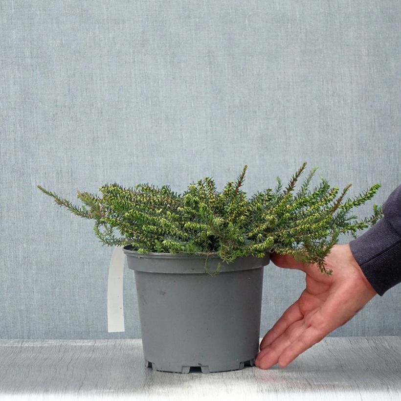 Exemplar von Winterblühende Heide Furzey - Erica darleyensis Topf mit 2L/3L wie im Sommer geliefert
