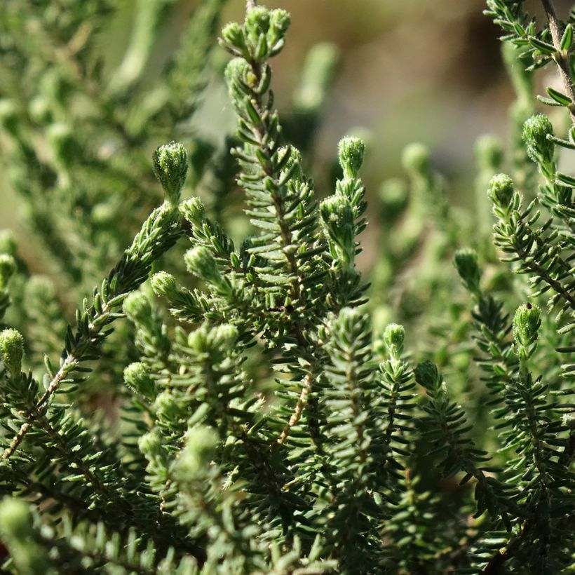 Echte Glocken-Heide Alba - Erica tetralix (Laub)