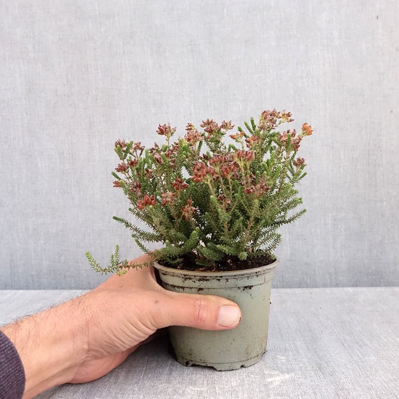 Exemplar von Echte Glocken-Heide Alba - Erica tetralix Topf 12 cm / 13 cm wie im Herbst geliefert