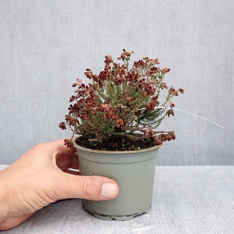 Exemplar von Echte Glocken-Heide Con Underwood - Erica tetralix Topf 10 cm/11cm wie im Herbst geliefert