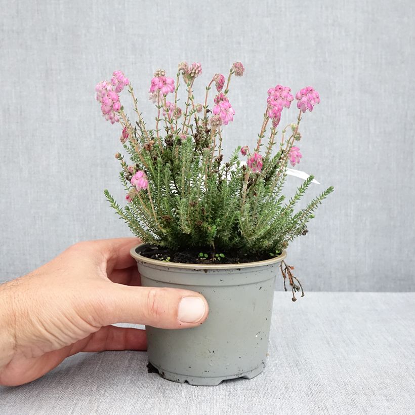 Exemplar von Echte Glocken-Heide Con Underwood - Erica tetralix Topf 12 cm / 13 cm wie im Frühjahr geliefert