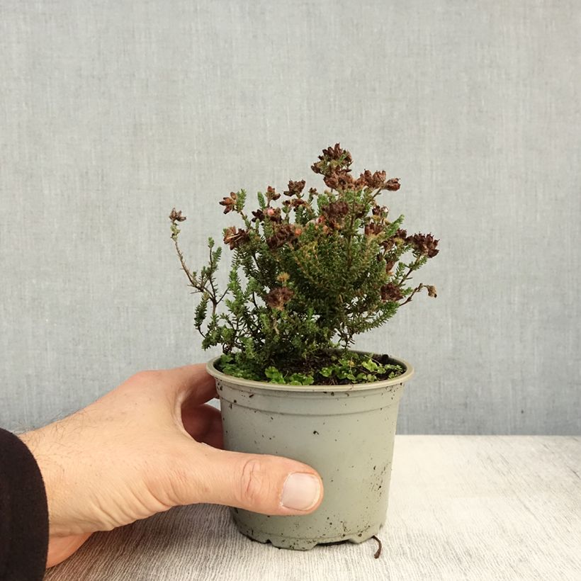 Exemplar von Echte Glocken-Heide - Erica tetralix Topf 12 cm / 13 cm wie im Herbst geliefert