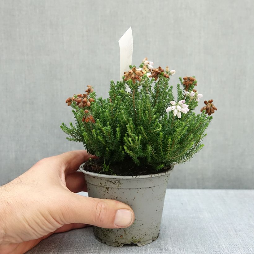 Exemplar von Echte Glocken-Heide Tina - Erica tetralix Topf 10 cm/11cm wie im Herbst geliefert