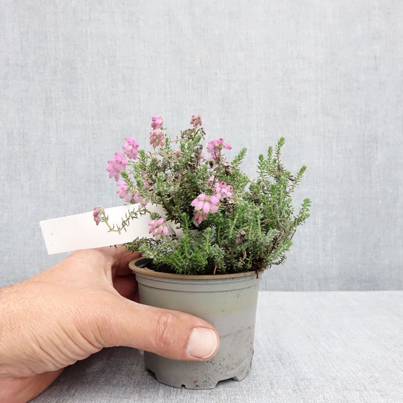 Exemplar von Echte Glocken-Heide Tina - Erica tetralix Topf 12 cm / 13 cm wie im Frühjahr geliefert