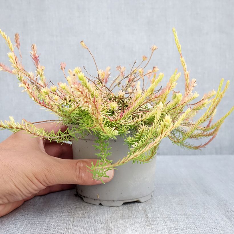Exemplar von Schnee-Heide Foxhollow - Erica carnea f. aureifolia Topf 12 cm / 13 cm wie im Sommer geliefert
