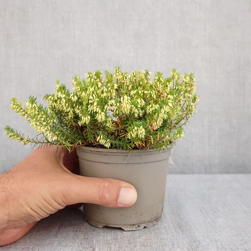 Exemplar von Schnee-Heide Isabell - Erica carnea Topf 12 cm / 13 cm wie im Sommer geliefert