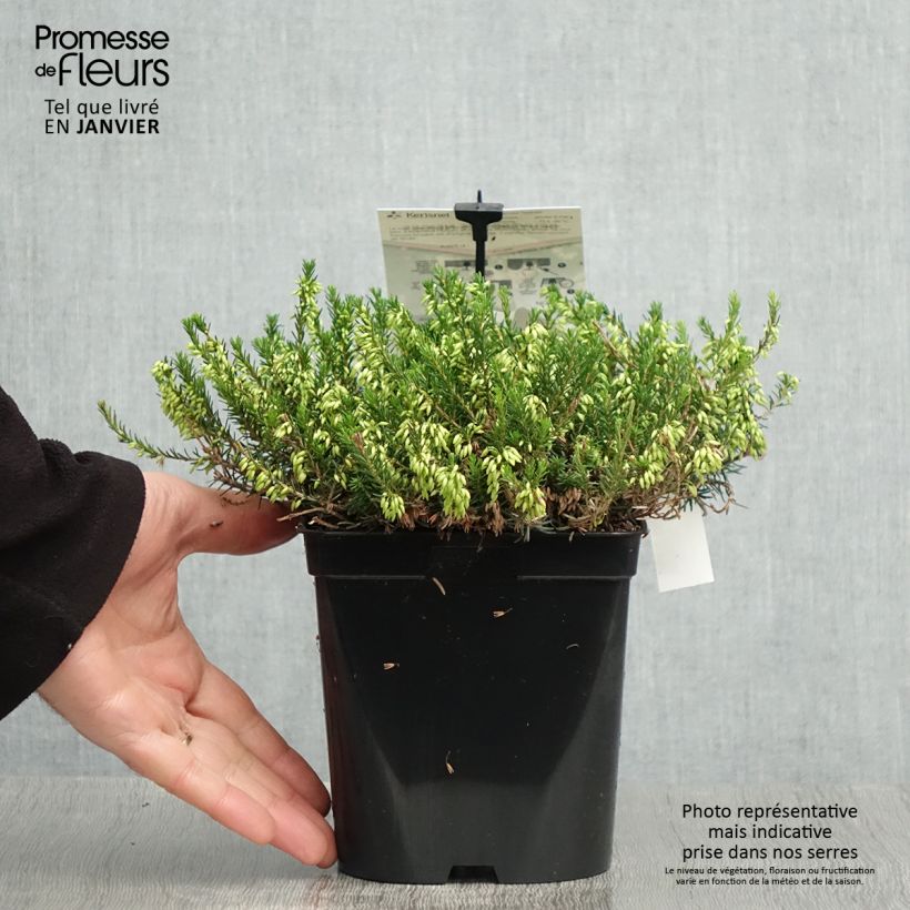 Exemplar von Schnee-Heide Isabell - Erica carnea Topf mit 2L/3L wie im Winter geliefert